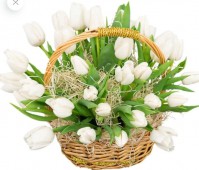 35 белых тюльпанов в корзине